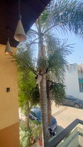 Balcony Image of 1232 Sq.ft 3 BHK Duplex for sale in Mahendra Ample Park, Salaiya Bhopal for Rs. 12000000
