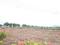 Perne Plot View 2