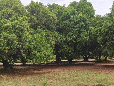 Image of 39300 Sq.ft Residential Plot / Land for sale in Kothapalle, Hyderabad for Rs. 60900000