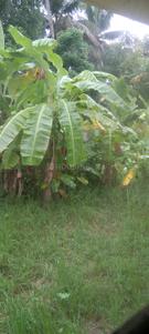 Panangad Plot View 1