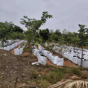Image of 9600 Sq.ft Residential Plot / Land for sale in Chengalpattu, Chennai for Rs. 2400000