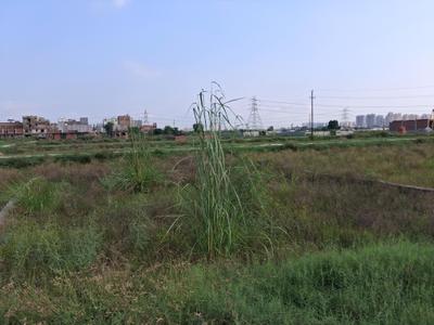 Image of 900 Sq.ft Residential Plot / Land for sale in Knowledge Park 2, Greater Noida for Rs. 3800000