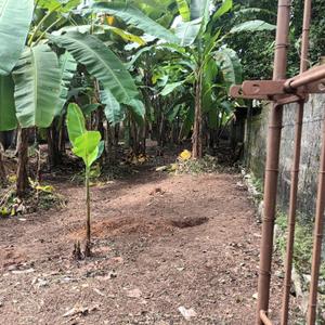 Image of 283 Sq.ft Residential Plot / Land for sale in Thirumala, Thiruvananthapuram for Rs. 10500000