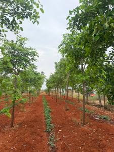 Image of 10800 Sq.ft Residential Plot / Land for sale in Donakonda, Prakasam for Rs. 1050000