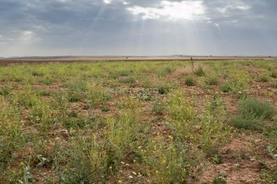 Image of 548778 Sq.ft Residential Plot / Land for sale in Visalpur, Ahmedabad for Rs. 270000000