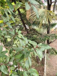 Image of 1450 Sq.ft 3 BHK Villa for sale in Shewalewadi, Pune for Rs. 19500000