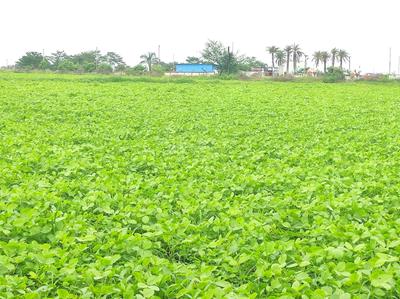 Image of 82500 Sq.ft Residential Plot / Land for sale in Mhow, Indore for Rs. 90200000