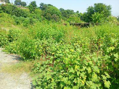 Image of 900 Sq.ft Residential Plot / Land for sale in Lakkad Ghat, Rishikesh for Rs. 2500000
