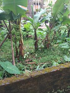 Image of 2160 Sq.ft Residential Plot / Land for sale in Chinar Park, Kolkata for Rs. 6500000