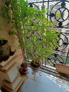 Balcony Image of 1041 Sq.ft 3 BHK Apartment / Flat for sale in Lodha Sterling, Thane West Thane for Rs. 27500000