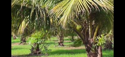 Image of 43560 Sq.ft Residential Plot / Land for sale in Kadappakkam, Chengalpattu, Chennai for Rs. 7500000