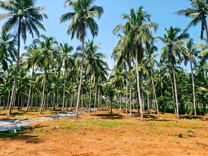 Mankara Main Image 1