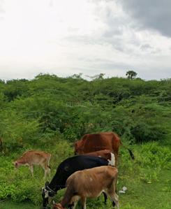 Commercial Plot