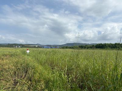 Commercial Plot