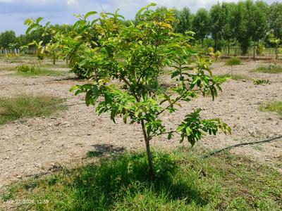 Others image of 9600.0 Sq.ft   Commercial Plot for sale in Chengalpattu for 2006400