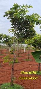 Others image of 9600.0 Sq.ft   Commercial Plot for sale in Melmaruvathur for 2400000