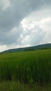 Commercial Plot