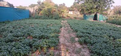 Commercial Plot
