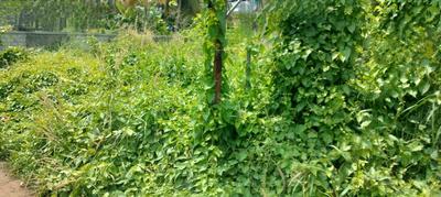 Others image of 39120.0 Sq.ft   Commercial Plot for sale in Punkunnam for 36900000