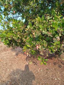 Others image of 45000.0 Sq.ft   Commercial Plot for sale in Ajara for 2250000