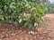 Others image of 605.0 Sq.ft   Commercial Plot for sale in Vada for 450000