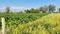 Others image of 54450.0 Sq.ft Commercial Plot for sale in Barwala for 19000000