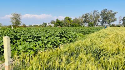Others image of 54450.0 Sq.ft   Commercial Plot for sale in Barwala for 19000000