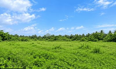 Commercial Plot