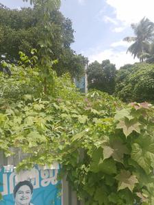 Commercial Plot