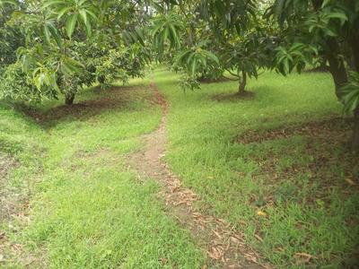 Others image of 2000.0 Sq.ft   Commercial Plot for sale in Kabilpore for 2600000