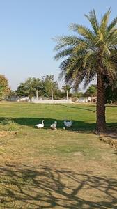Others image of 5000.0 Sq.ft   Commercial Plot for sale in Dhamna for 1650000