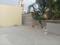 Others image of 1200.0 Sq.ft Commercial Plot for rent in Maruthi Sevanagar for 53000