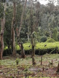 Others image of 261563.0 Sq.ft Commercial Plot for sale in Shenbaganur for 90000000