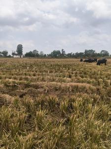 Commercial Plot