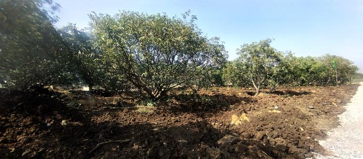 Others image of 1647.0 Sq.ft Commercial Plot for sale in Peddapur for 4758000