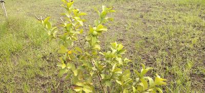 Others image of 10000.0 Sq.ft   Commercial Plot for sale in Valasaravakkam for 2500000