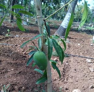 Others image of 6534.0 Sq.ft   Commercial Property for sale in Rajanukunte for 2200000