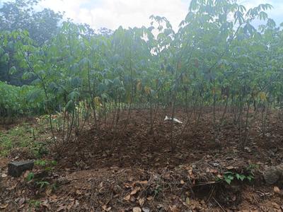 Commercial Plot