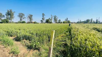 Others image of 54450.0 Sq.ft Commercial Plot for sale in Barwala for 19000000