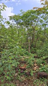 Others image of 4305.0 Sq.ft   Commercial Plot for sale in  for 18000000