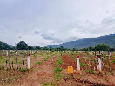 Others image of 2250.0 Sq.ft   Commercial Plot for sale in Srungavarapu kota for 1000000