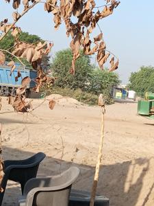 Commercial Plot