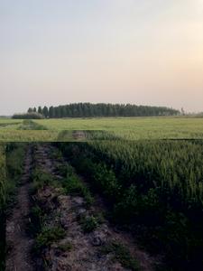 Commercial Plot