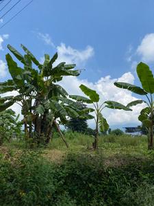 Others image of 273.0 Sq.ft Commercial Plot for sale in Dhaulas for 6000000