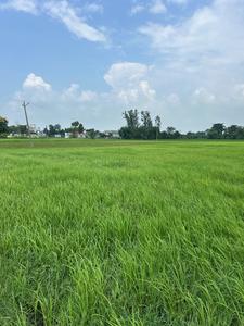 Others image of 65400.0 Sq.ft   Commercial Plot for sale in Ramgulam Tola for 60000000