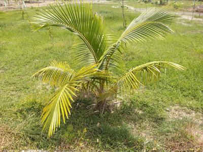 Others image of 9600.0 Sq.ft   Commercial Plot for sale in Ennaikaran for 2000000
