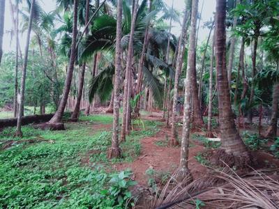 Others image of 26000.0 Sq.ft   Commercial Plot for sale in Nagaon for 62500000