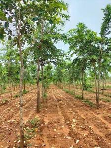 Others image of 9600.0 Sq.ft   Commercial Plot for sale in Acharapakkam for 1800000