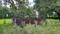 Others image of 10000.0 Sq.ft   Commercial Plot for rent in Baligara for 15000