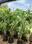 Others image of 2000.0 Sq.ft   Commercial Plot for rent in Khandale for 15000